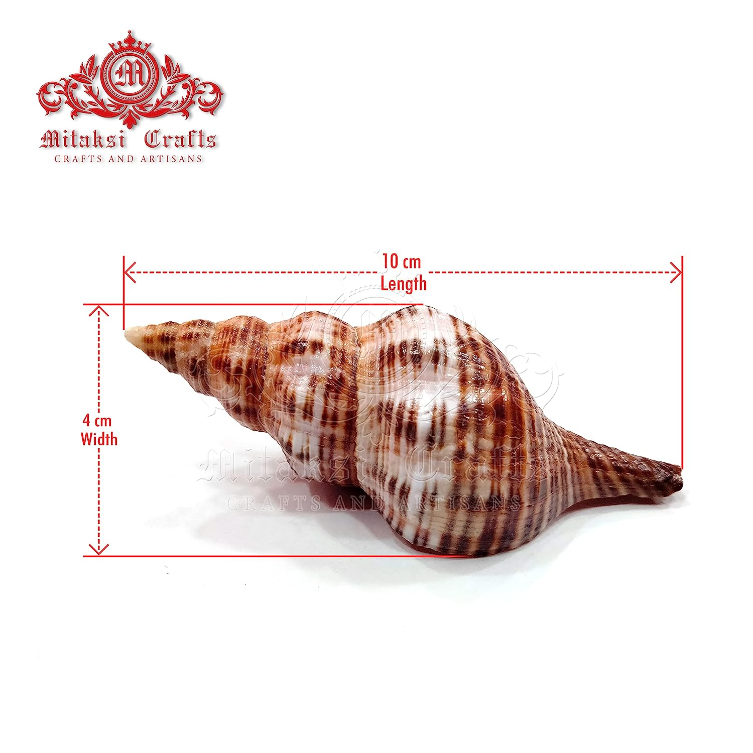 Seashell - Filamentous Horse Conch - Filifusus Filamentosus - Senseval Sangu - Ideal for Crafts Pack of 15 - 500gms