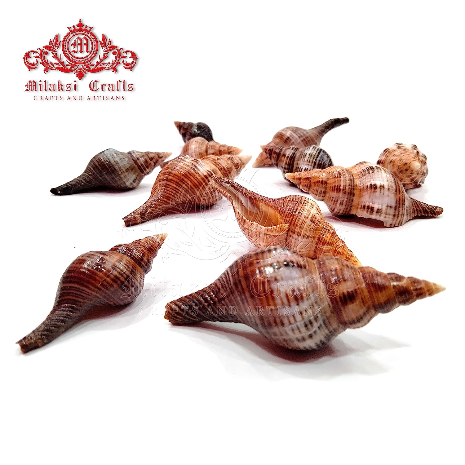 Seashell - Filamentous Horse Conch - Filifusus Filamentosus - Senseval Sangu - Ideal for Crafts Pack of 15 - 500gms