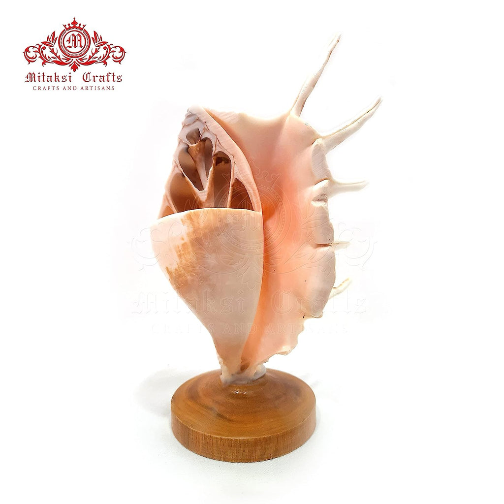 Seashell Panchmukhi Shankh - Turbinella Pyrum Shell Pen Stand Pack of