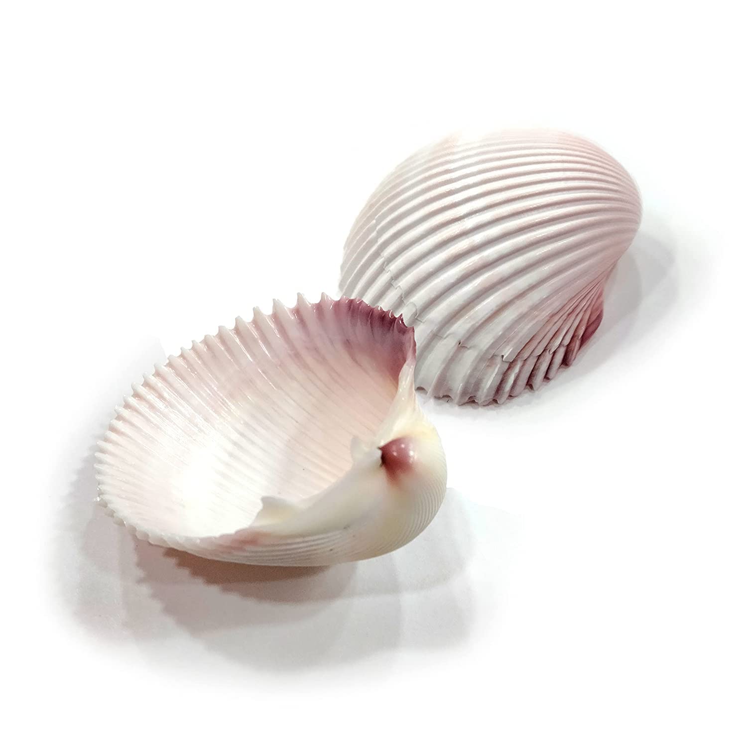 Seashell Arts and Crafts - Chippi - Coco Clam - Clam Shell - Pack of 20