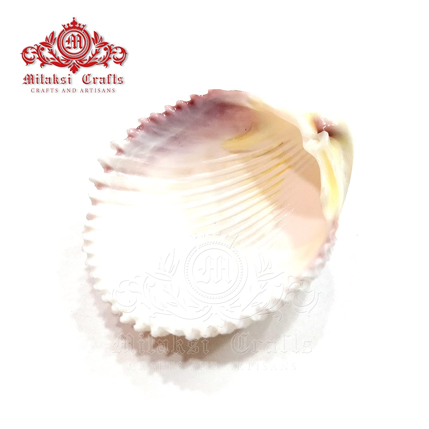 Seashell Arts and Crafts - Chippi - Coco Clam - Clam Shell - Pack of 2