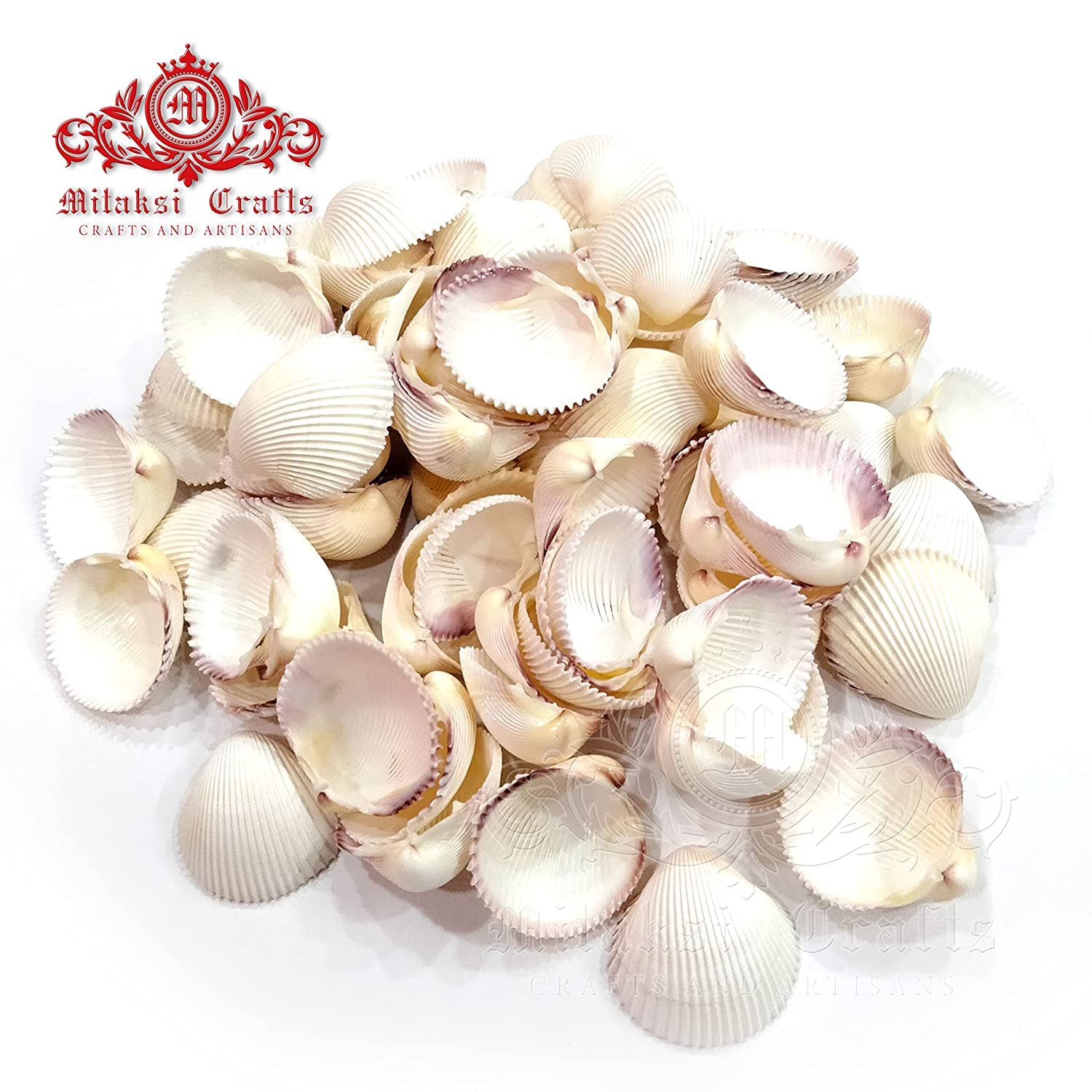 Seashell Arts and Crafts - Chippi - Coco Clam - Clam Shell - Pack of 2