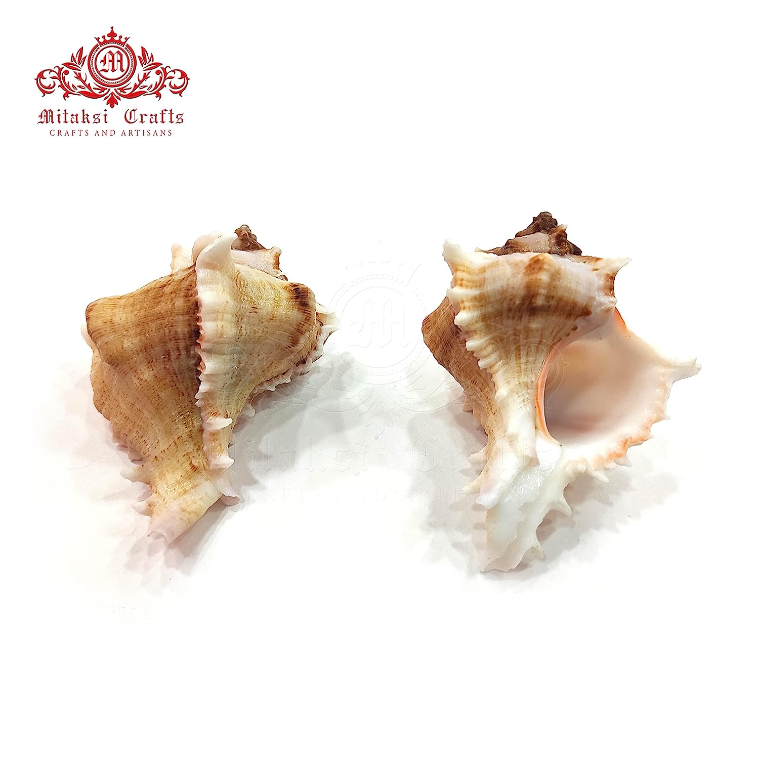 Seashell Arts and Crafts - Kottakka Mulli - Virgin Murex - Chicoreus Virgineus - Packof 10
