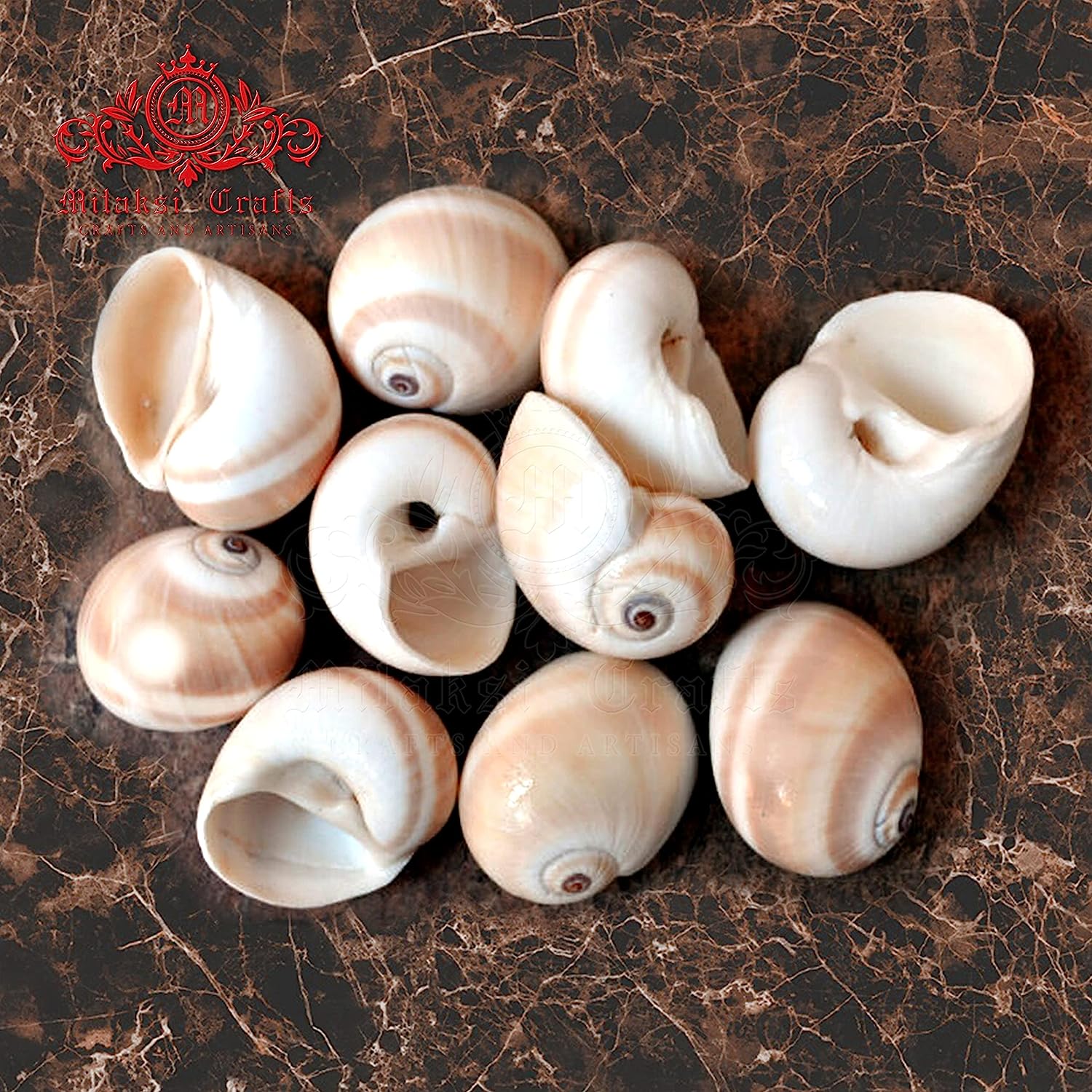 Seashell Arts and Crafts - Mattu Kannu - Bladder Moon Shell - Neverita Didyma- Pack of 100