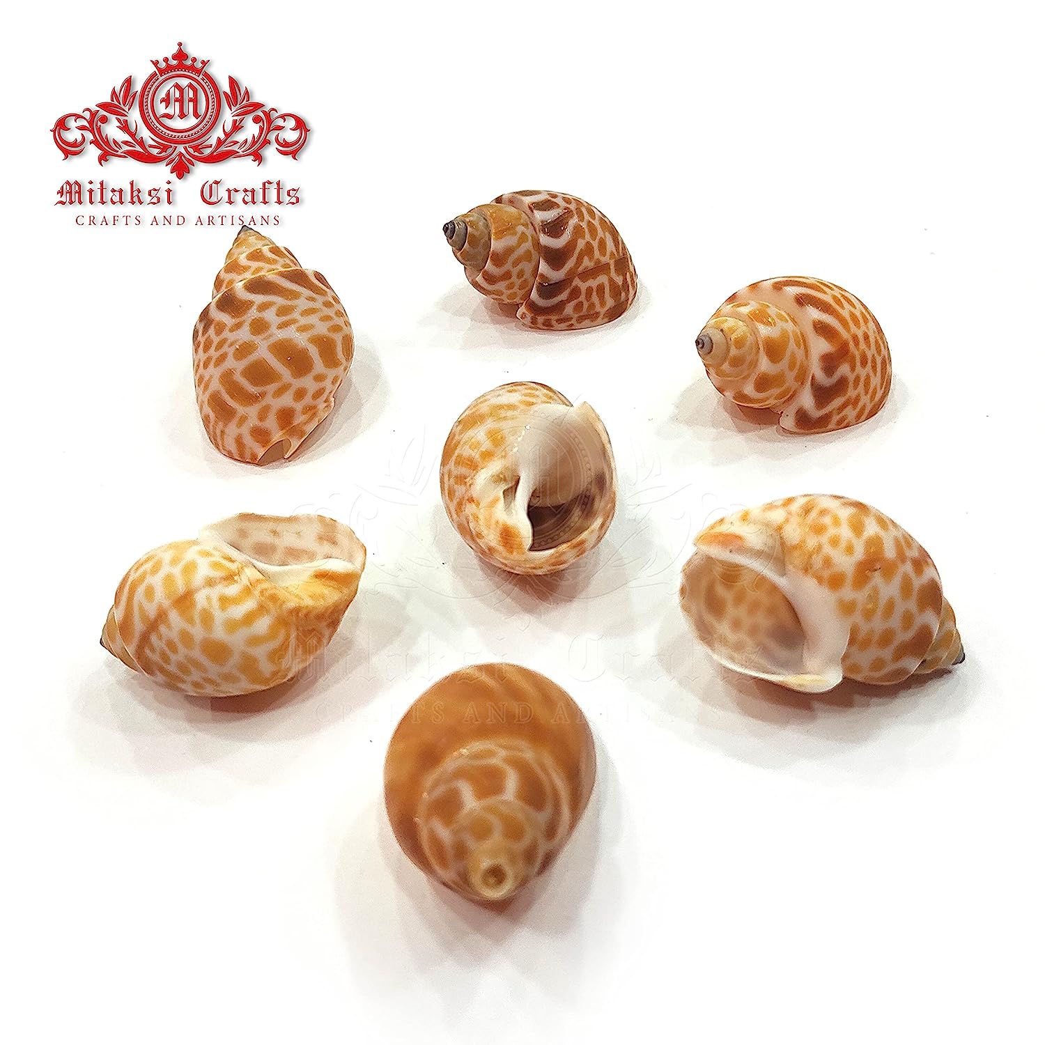 Seashell Arts and Crafts - Pura Muttai - Spiral Babylon - Babylonia Spirada - Pack of 100