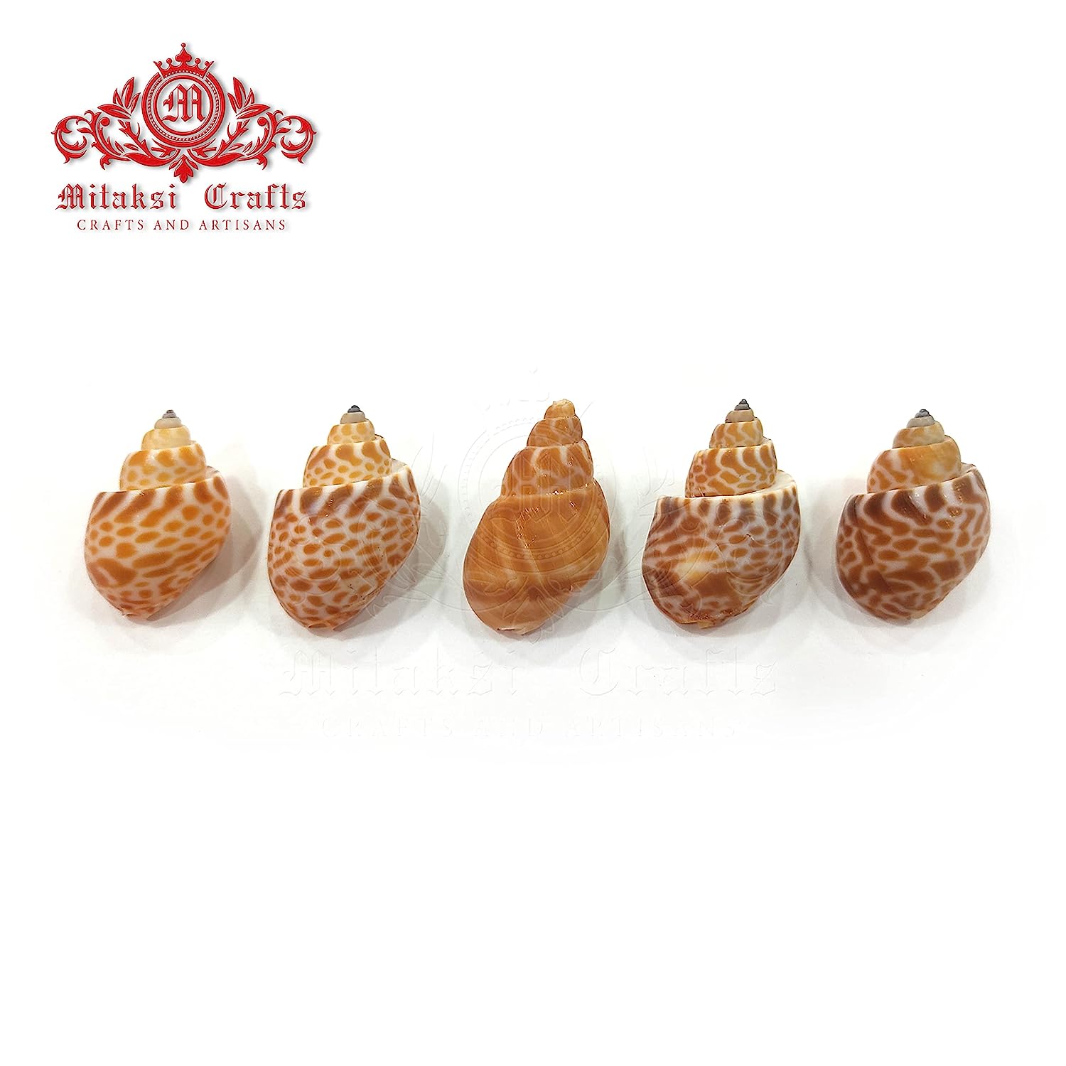 Seashell Arts and Crafts - Pura Muttai - Spiral Babylon - Babylonia Spirada - Pack of 100