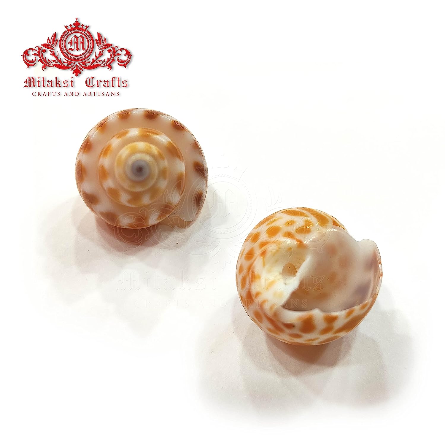 Seashell Arts and Crafts - Pura Muttai - Spiral Babylon - Babylonia Spirada - Pack of 100