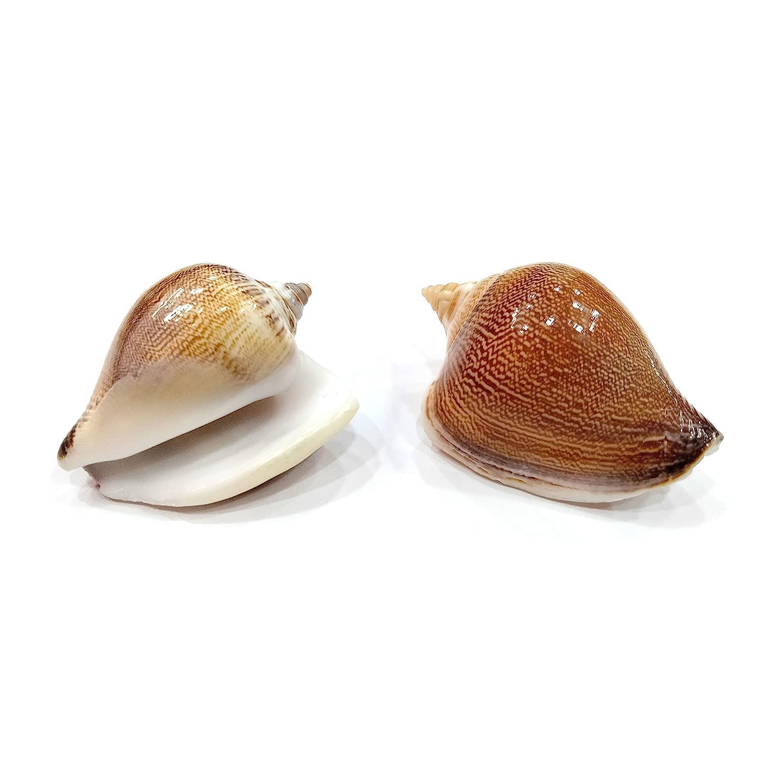 Seashell Arts and Crafts - Viranjan - Dog Conch - Laevistrombus Canarium - Pack of 20