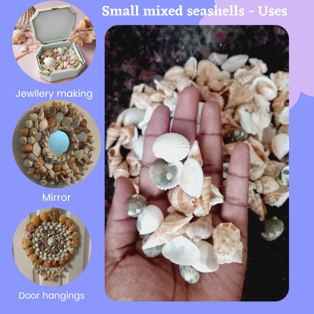 Natural Seashell Mix- small size - Used for Art and Craft- 250g