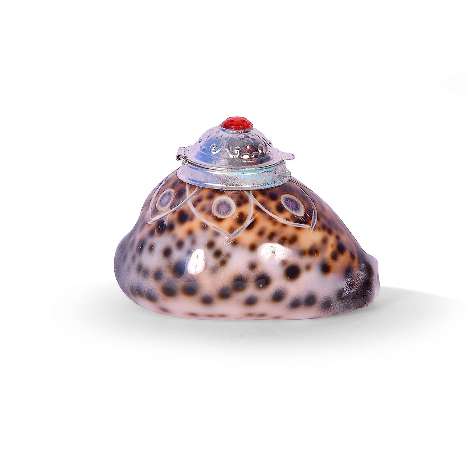 Tiger Cowrie - Cypraea Tigris Shell - Sindoor Box Pack of  2