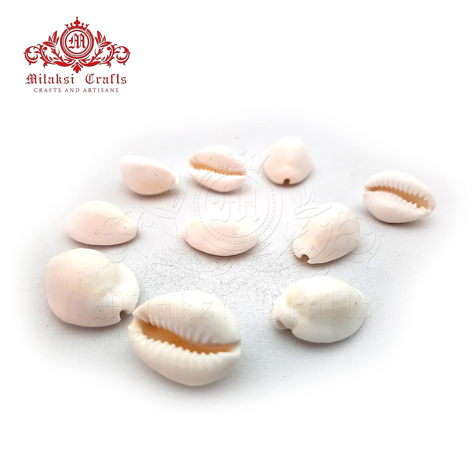 White Cowrie / Kaudi Shells Size – 3 Cms Pack of 50