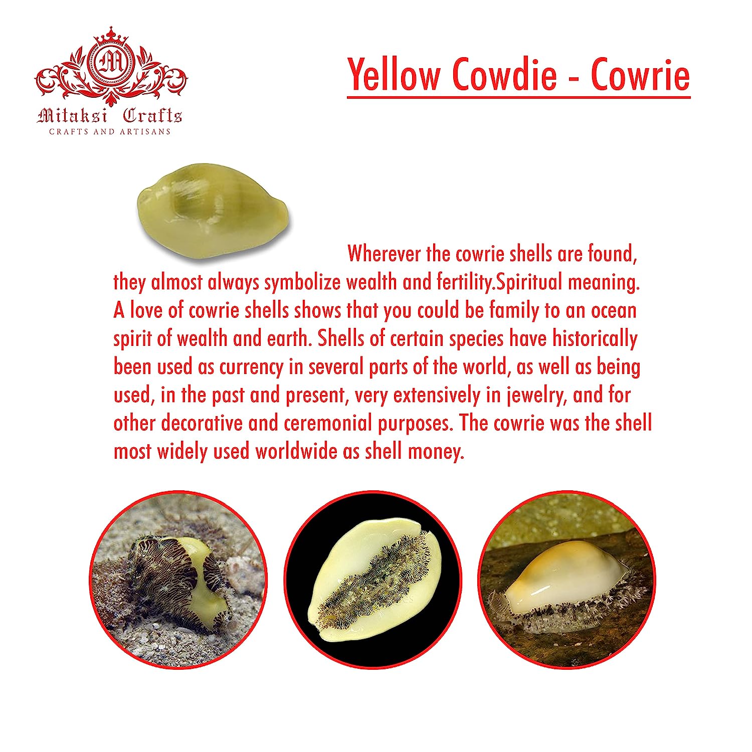 Yellow Cowrie / Kaudi Shells Size – 3 Cms Pack of 100