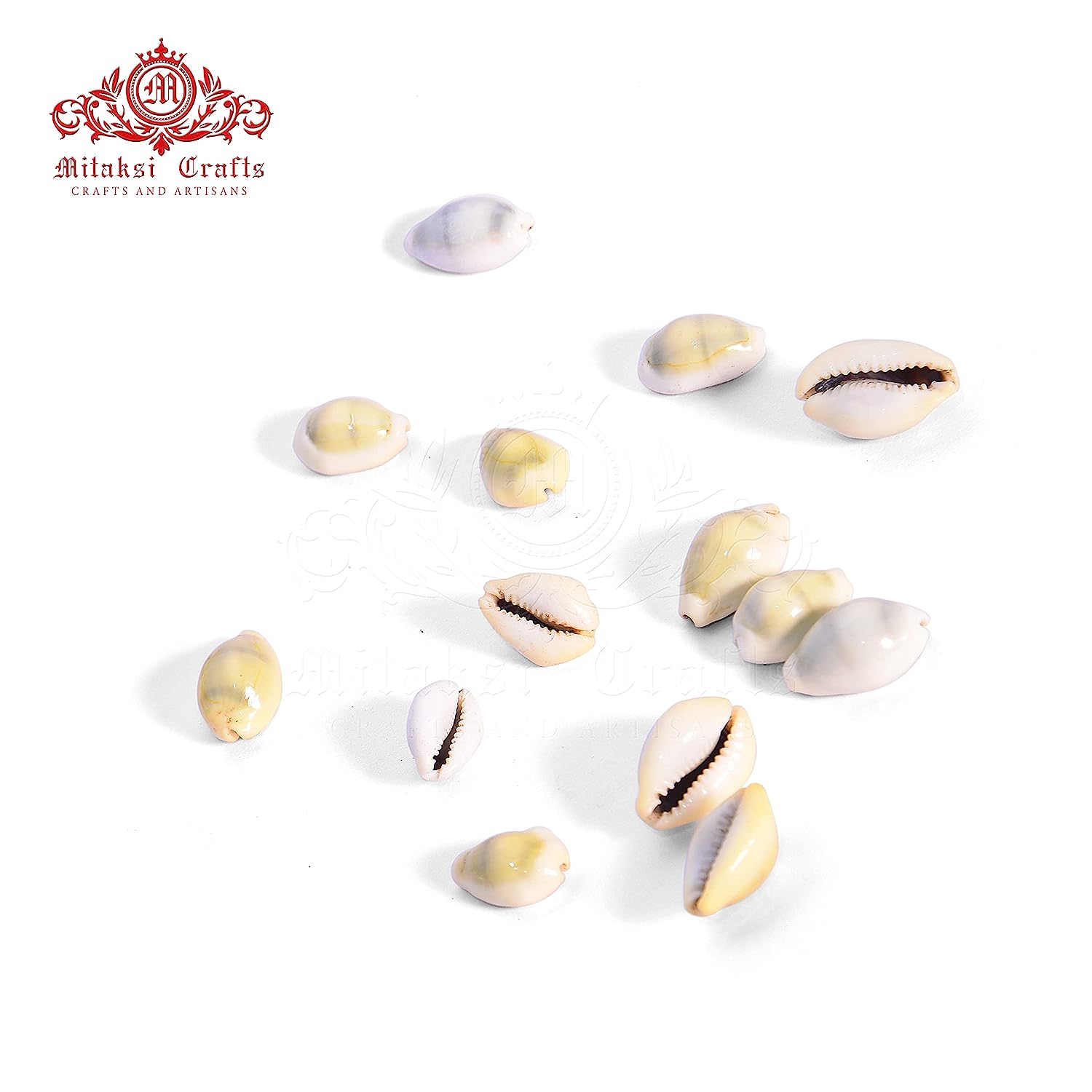 Yellow Cowrie / Kaudi Shells Size – 3 Cms Pack of 50