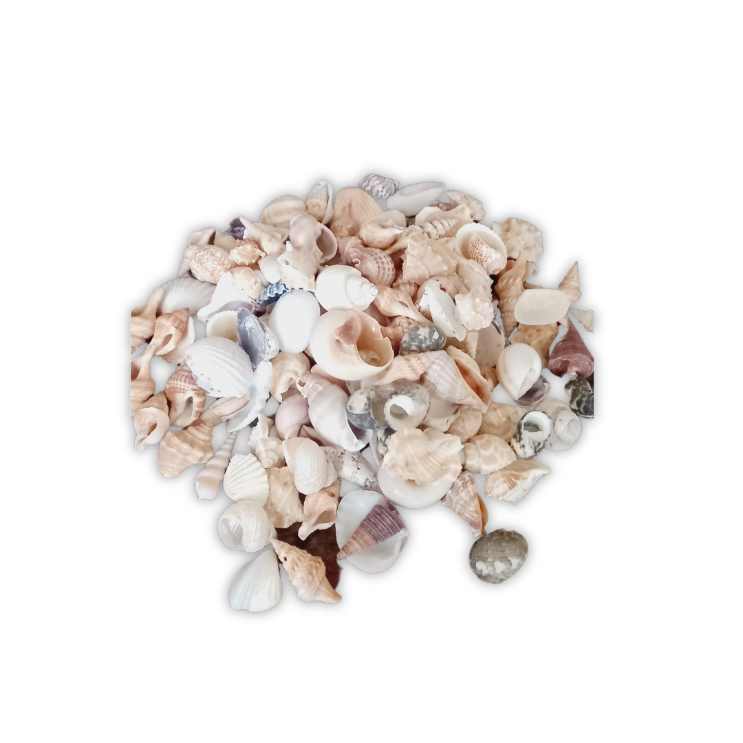 Natural Seashell Mix- small size - Used for Art and Craft- 250g